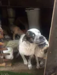 macaco