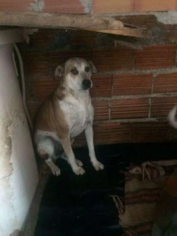 Cachorro ra a podoor,vira lata idade 5 anos nome macaco
