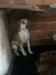 macaco
