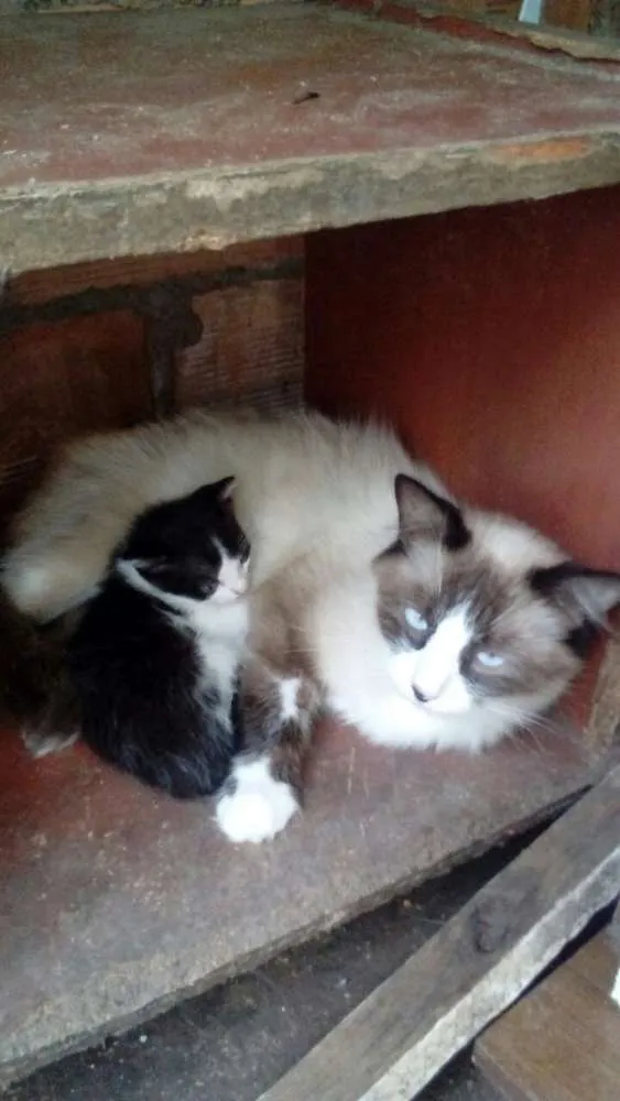 Gato raça Siamesa idade 1 ano nome Meg