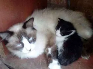 Gato raça Siamesa idade 1 ano nome Meg