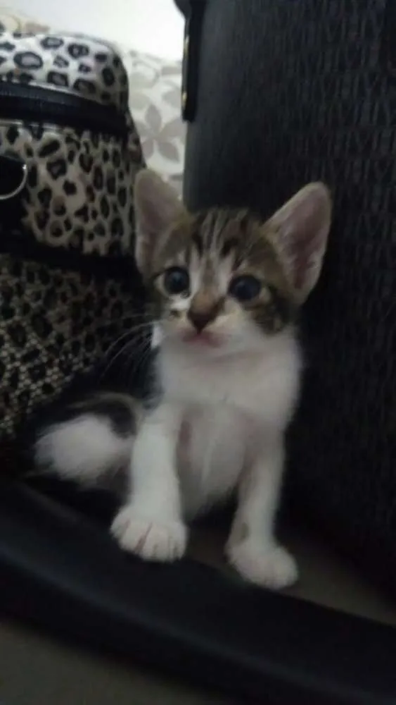 Gato ra a X idade Abaixo de 2 meses nome Não tem