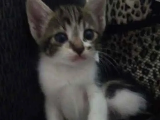 Gato ra a X idade Abaixo de 2 meses nome Não tem