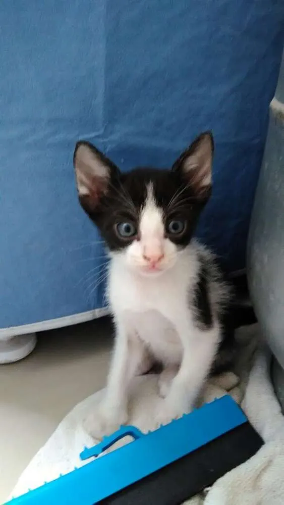 Gato ra a X idade Abaixo de 2 meses nome Não tem