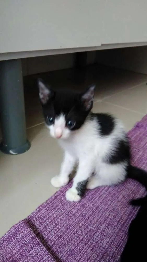 Gato ra a X idade Abaixo de 2 meses nome Não tem