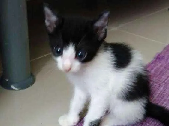 Gato ra a X idade Abaixo de 2 meses nome Não tem