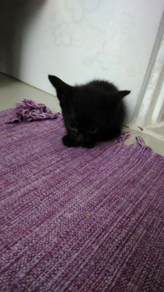 Gato ra a X idade Abaixo de 2 meses nome Não tem