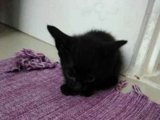 Gato ra a X idade Abaixo de 2 meses nome Não tem