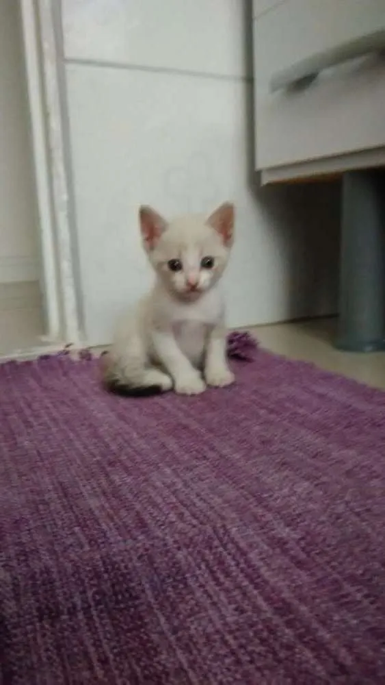 Gato ra a X idade Abaixo de 2 meses nome Não tem