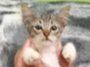 Gato raça Sem raça definida idade 2 a 6 meses nome Gatinhos filhotes
