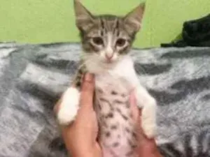 Gato raça Vira lata idade  nome Biel