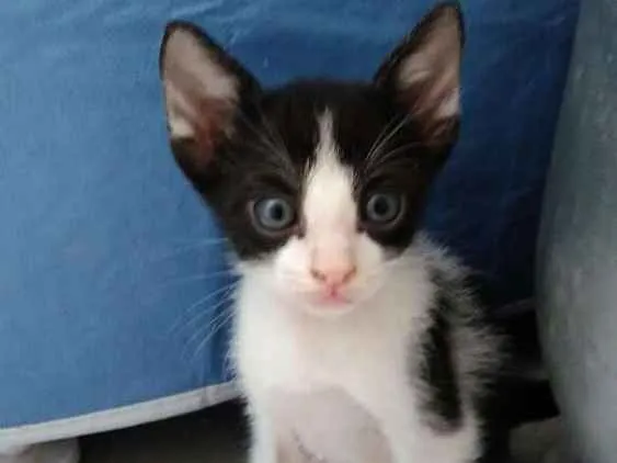 Gato ra a X idade Abaixo de 2 meses nome Não tem