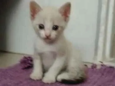 Gato ra a X idade Abaixo de 2 meses nome Não tem