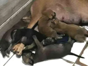 Cachorro raça Sem raça definida idade Abaixo de 2 meses nome Sem nome