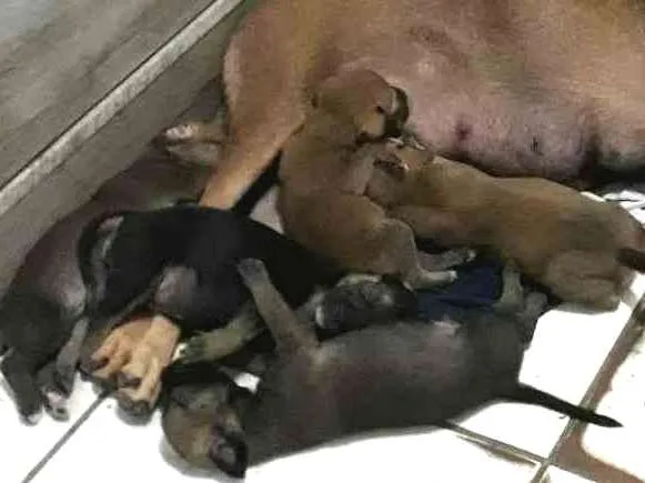 Cachorro ra a Sem raça definida idade Abaixo de 2 meses nome Sem nome