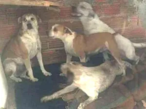 Cachorro raça podoor,vira lata idade 5 anos nome macaco