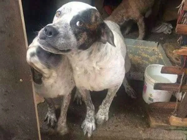 Cachorro ra a podoor,vira lata idade 5 anos nome macaco