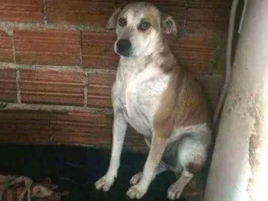 Cachorro ra a podoor,vira lata idade 5 anos nome macaco