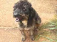 Belinha, FreddyRache