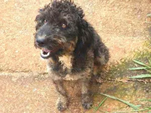 Cachorro raça Desconhecida idade 1 ano nome Belinha, FreddyRache