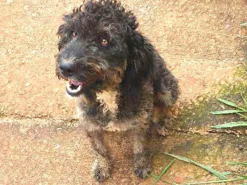 Cachorro ra a Desconhecida idade 1 ano nome Belinha, FreddyRache