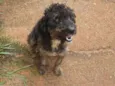 Belinha, FreddyRache