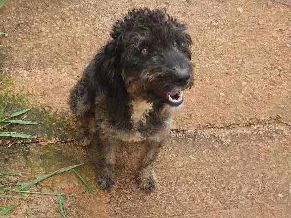 Cachorro ra a Desconhecida idade 1 ano nome Belinha, FreddyRache