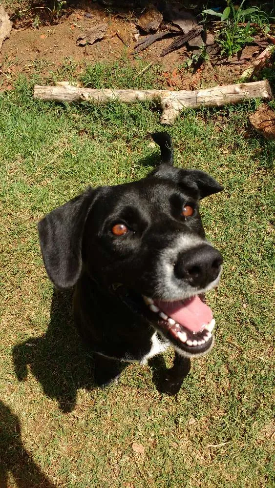 Cachorro ra a Raça não definida idade 1 ano nome Sophia Lolita