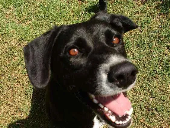 Cachorro ra a Raça não definida idade 1 ano nome Sophia Lolita