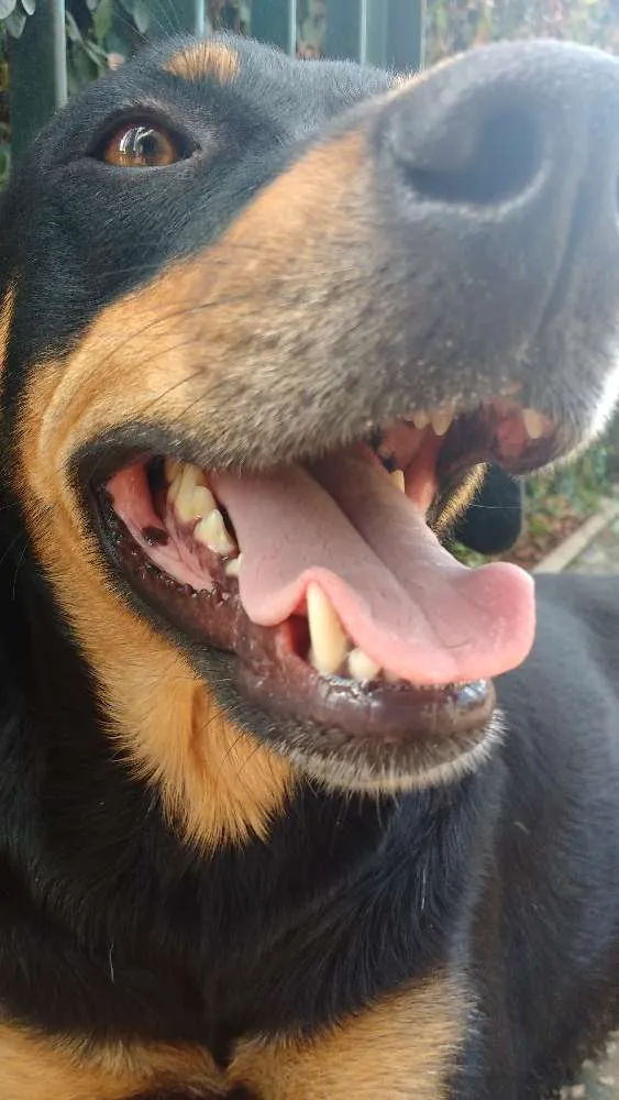 Cachorro ra a Raça não definida idade 1 ano nome Sophia Lolita