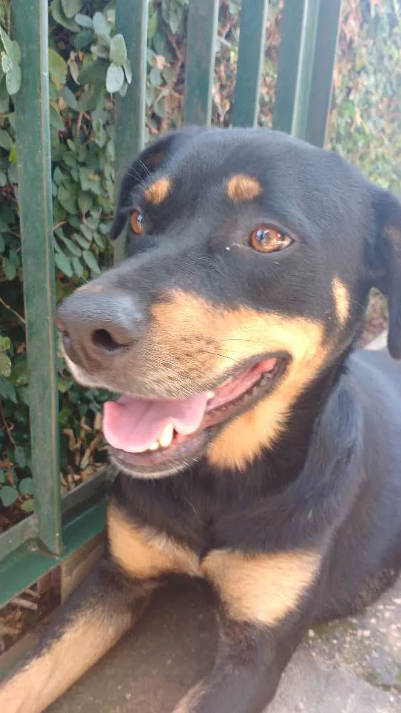 Cachorro ra a Raça não definida idade 1 ano nome Sophia Lolita