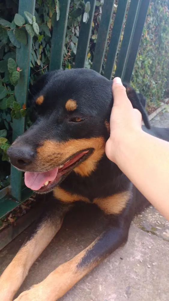 Cachorro ra a Raça não definida idade 1 ano nome Sophia Lolita
