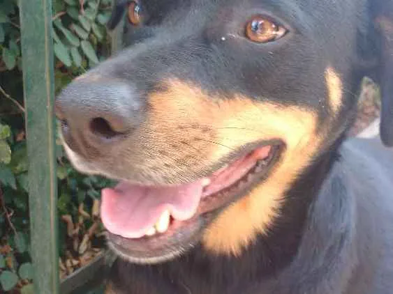 Cachorro ra a Raça não definida idade 1 ano nome Sophia Lolita
