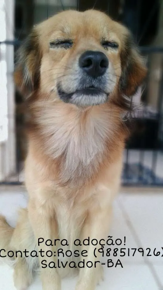 Cachorro raça Rnd idade 7 a 11 meses nome Bobos