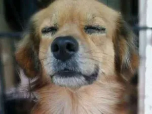 Cachorro raça Rnd idade 7 a 11 meses nome Bobos