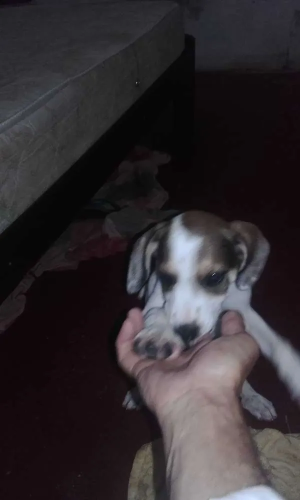 Cachorro ra a Sdr idade 2 a 6 meses nome Não coloquei