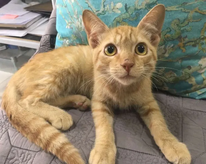 Gato ra a SRD idade 2 a 6 meses nome BAUNILHA