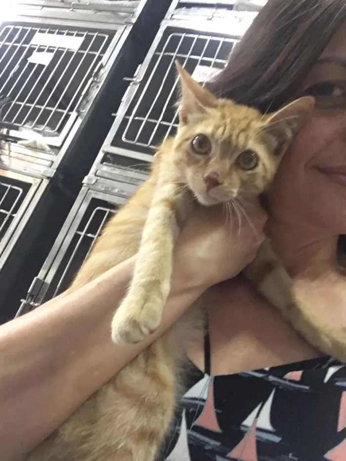 Gato ra a SRD idade 2 a 6 meses nome BAUNILHA