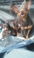 Casal