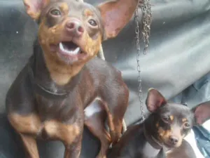 Cachorro raça Pincher idade  nome Casal