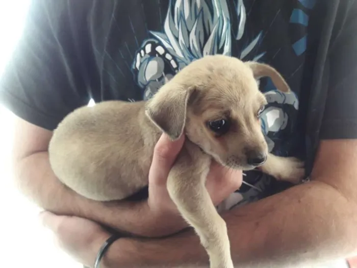 Cachorro ra a vira lata idade 2 a 6 meses nome gordim