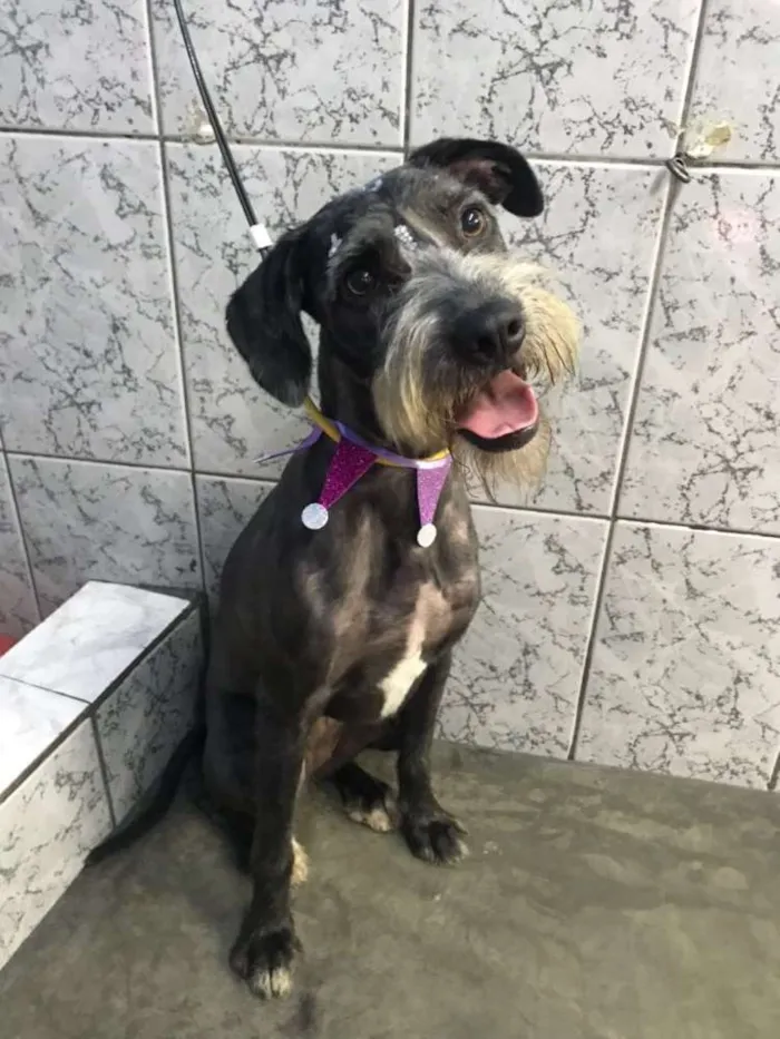 Cachorro ra a Srd (estopinha) idade 1 ano nome Katty
