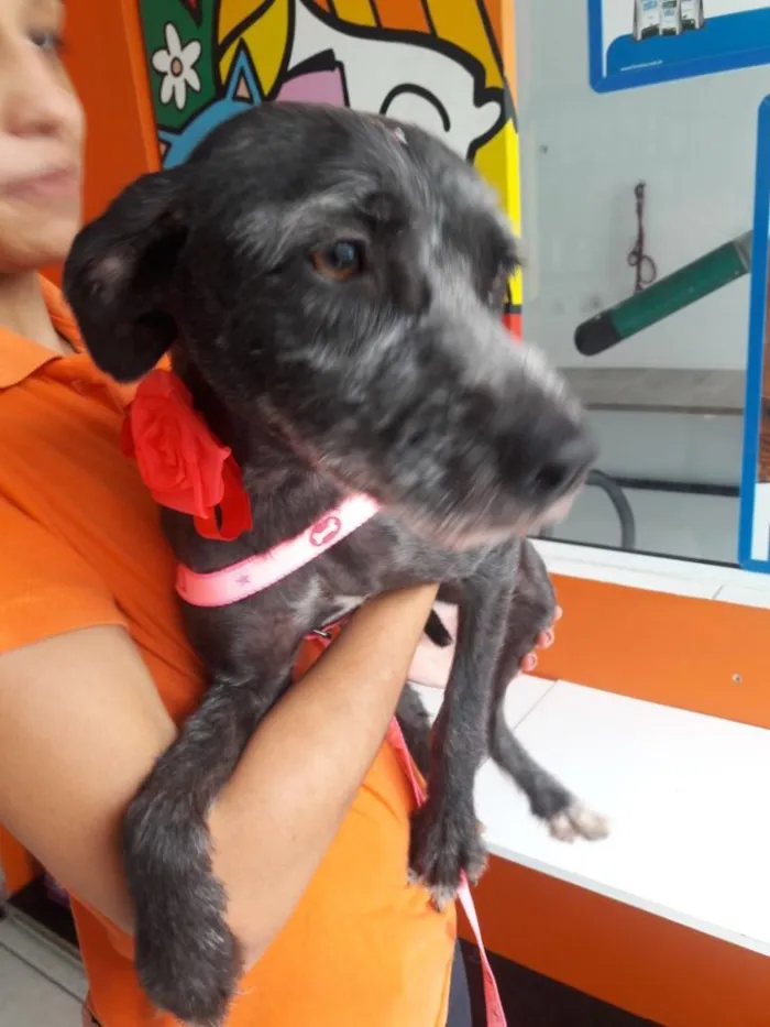 Cachorro ra a Srd (estopinha) idade 1 ano nome Katty