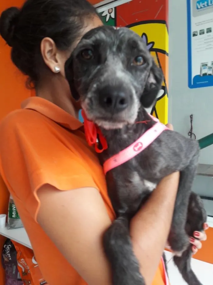 Cachorro ra a Srd (estopinha) idade 1 ano nome Katty