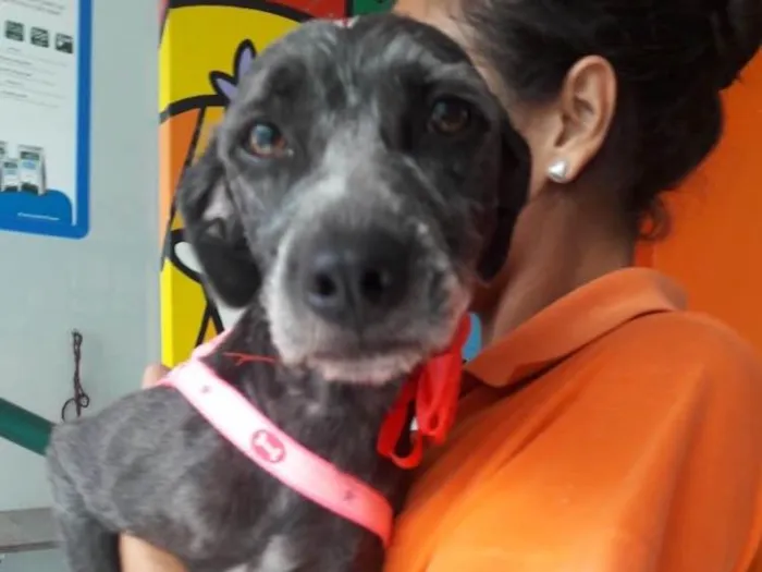 Cachorro ra a Srd (estopinha) idade 1 ano nome Katty