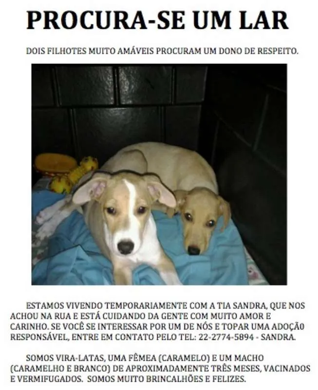Cachorro ra a Vira Lata idade 2 a 6 meses nome Fifi e Deco