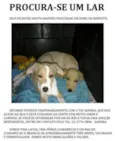 Fifi e Deco