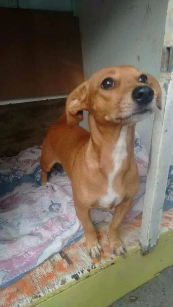 Cachorro ra a Vira lata idade 3 anos nome Megui e drica