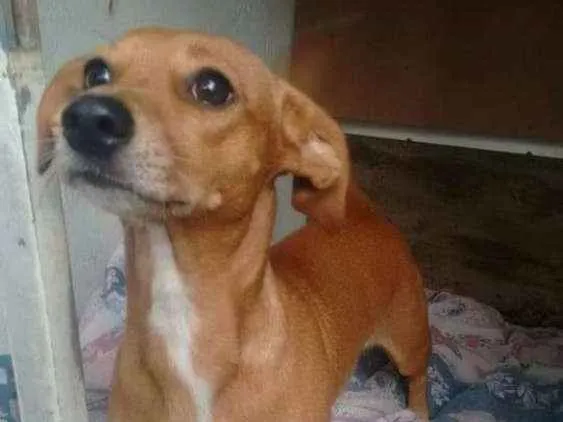 Cachorro ra a Vira lata idade 3 anos nome Megui e drica