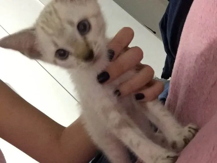 Gato raça Somali idade Abaixo de 2 meses nome Tétis